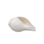 4 inch Shankh - Conch Shell-with Brass Shankh Stand