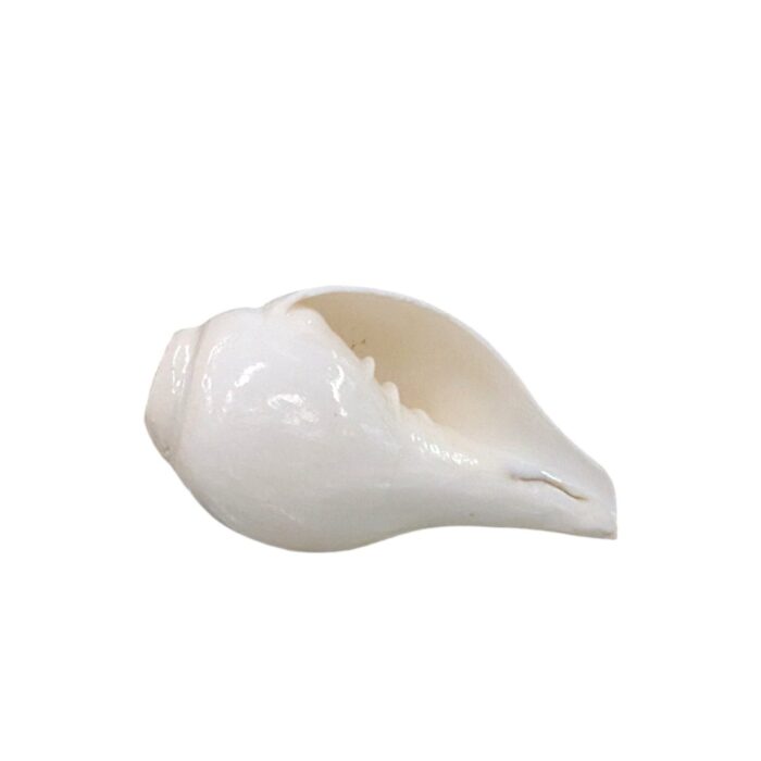 4 inch Shankh - Conch Shell-with Brass Shankh Stand