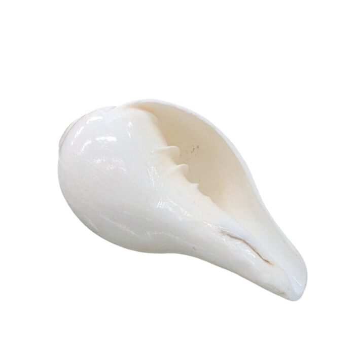 4 inch Shankh - Conch Shell-with Brass Shankh Stand