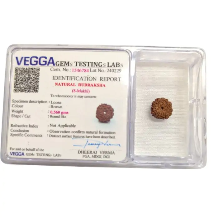 8 Mukhi Rudraksha bead - Image 5