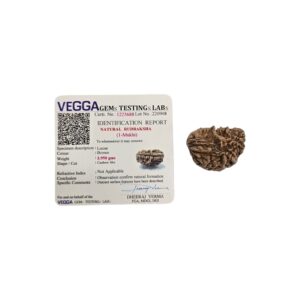 Lab Certified Natural 1 mukhi rudraksha | Ek Mukhi Natural Rudraksha - 1225688