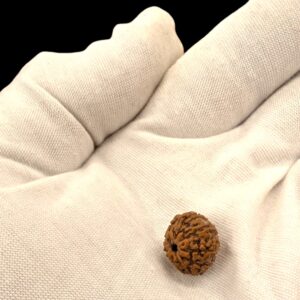 Authentic 9 Mukhi Rudraksha with Lab Certificate