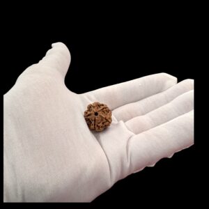 Rudraksha - 5 Mukhi rudraksha bead