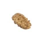 2 Mukhi Rudraksha | Authentic Natural rudraksha bead