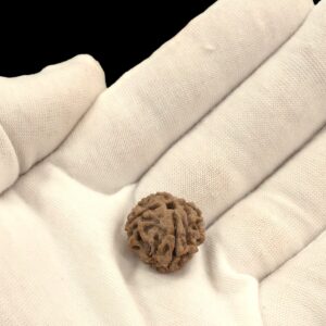 Authentic 9 Mukhi Rudraksha with Lab Certificate