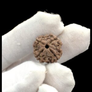 4 mukhi rudraksha | Four faced rudraksha | Chaar mukhi rudraksha