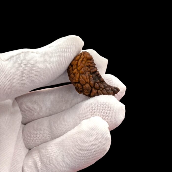 Ek Mukhi Rudraksha | One Face Rudraksha  | 1 Mukhi Rudraksha | 1 Face Rudraksha with Lab Certificate 100% Original