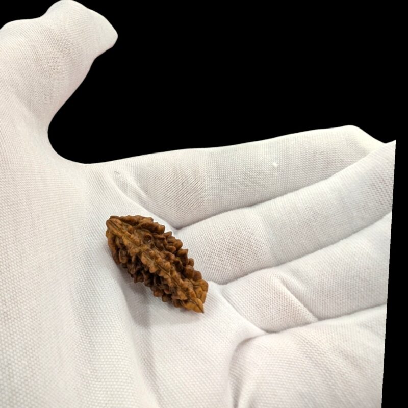 Ek Mukhi Rudraksha | One Face Rudraksha  | 1 Mukhi Rudraksha | 1 Face Rudraksha with Lab Certificate 100% Original
