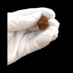 2 Mukhi Rudraksha bead | Authentic Lab Certified Natural Rudraksha