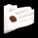 2 Mukhi Rudraksha bead | Authentic Lab Certified Natural Rudraksha - Image 2