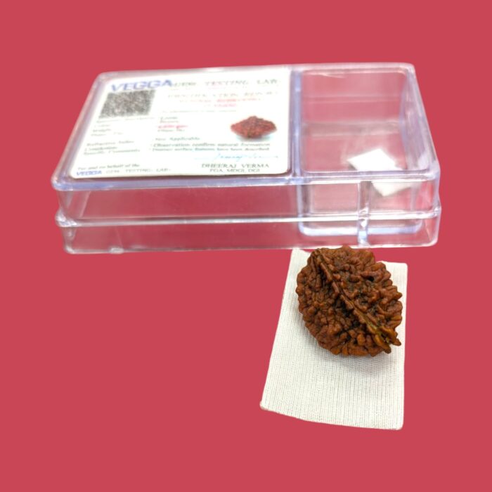 2 Mukhi Rudraksha bead | Authentic Lab Certified Natural Rudraksha - Image 3