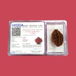 2 Mukhi Rudraksha bead | Authentic Lab Certified Natural Rudraksha - Image 4
