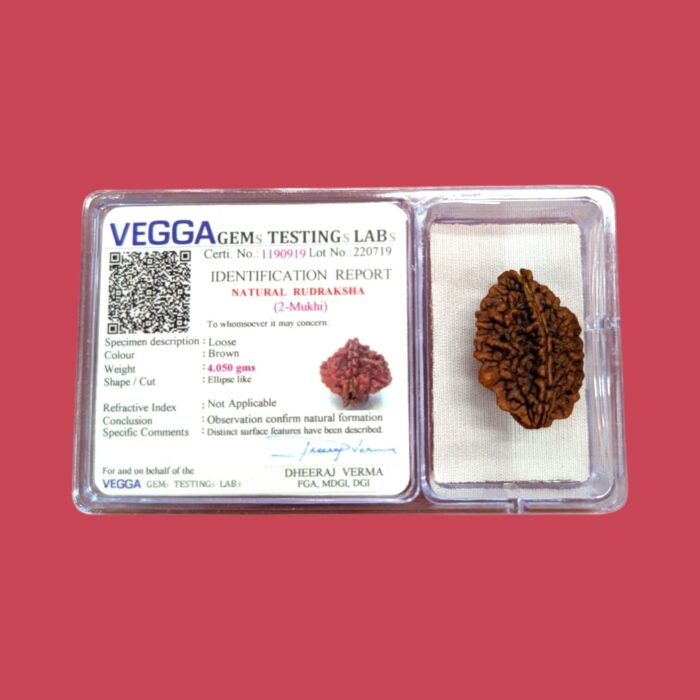 2 Mukhi Rudraksha bead | Authentic Lab Certified Natural Rudraksha - Image 4