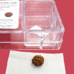 8 Mukhi Rudraksha bead - Image 3