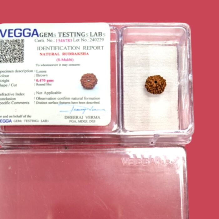 8 Mukhi Rudraksha bead - Image 4