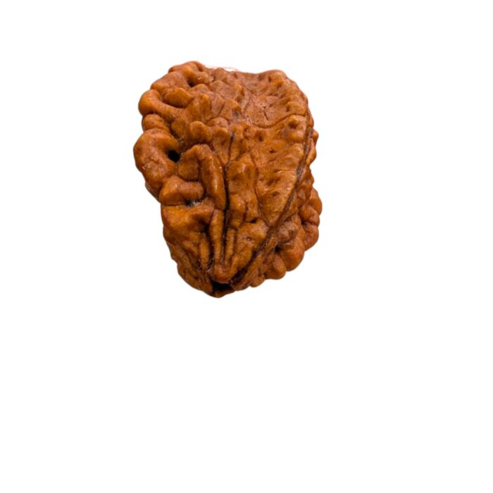 Natural Rudraksha - 2 Mukhi rudraksha bead | Lab Certified Natural Rudraksha - Image 4