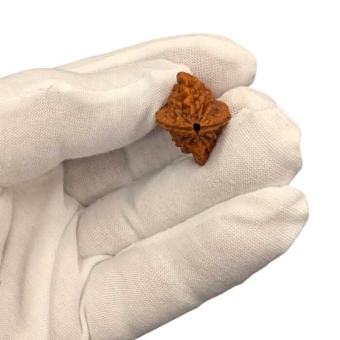 Natural Rudraksha - 2 Mukhi rudraksha bead | Lab Certified Natural Rudraksha - Image 6