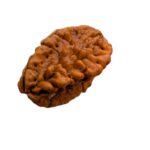 Natural Rudraksha - 2 Mukhi rudraksha bead | Lab Certified Natural Rudraksha - Image 5