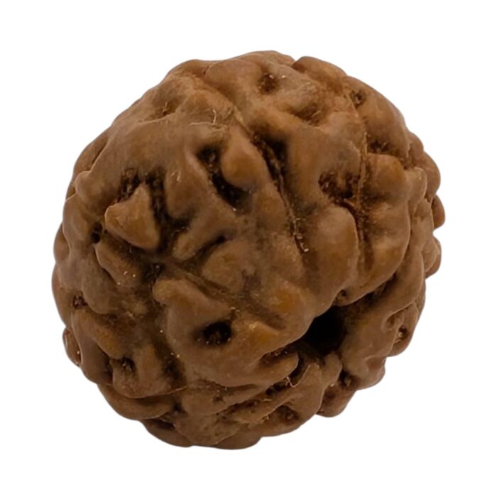 Side profile view of 10 mukhi rudraksh
