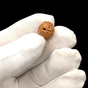 10 Mukhi Rudraksha bead | Dus Mukhi Rudraksha