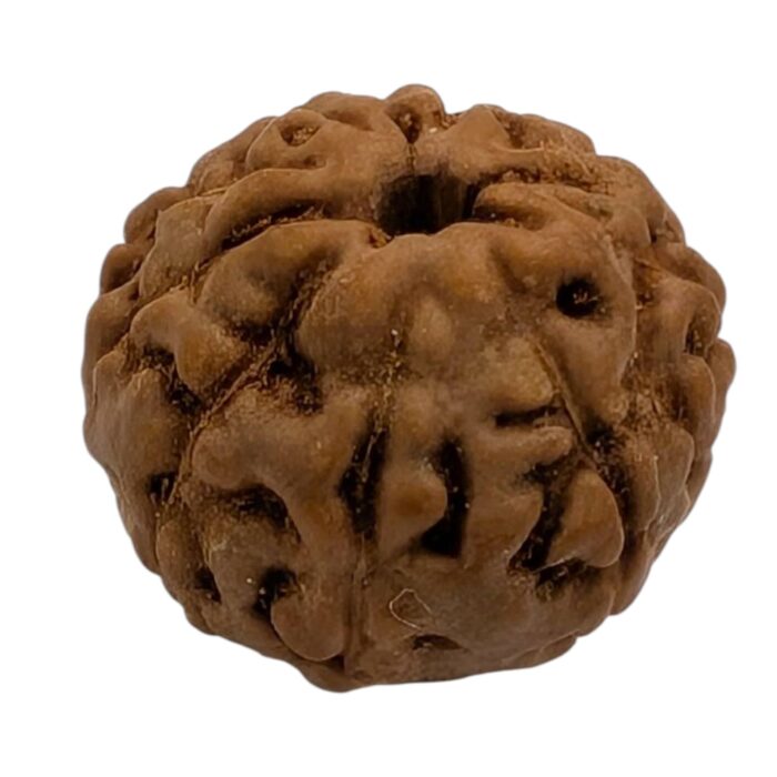 Close up of 10 mukhi rudraksha