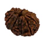 Natural Large 11 mukhi Rudraksh bead