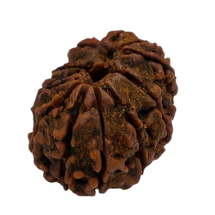 11 Mukhi Rudraksha | Eleven Face Rudraksha - Collector Special - Image 3