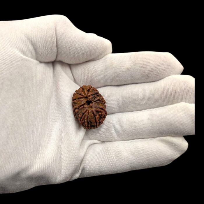 Actual feal of the rudraksh bead in a Adult hand