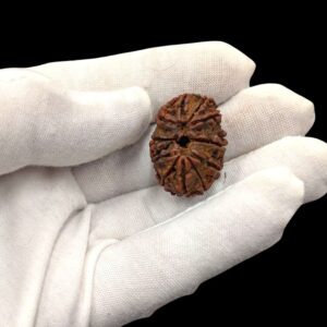 Collector Special Eleven Face Rudraksha - 11 Mukhi Rudraksh