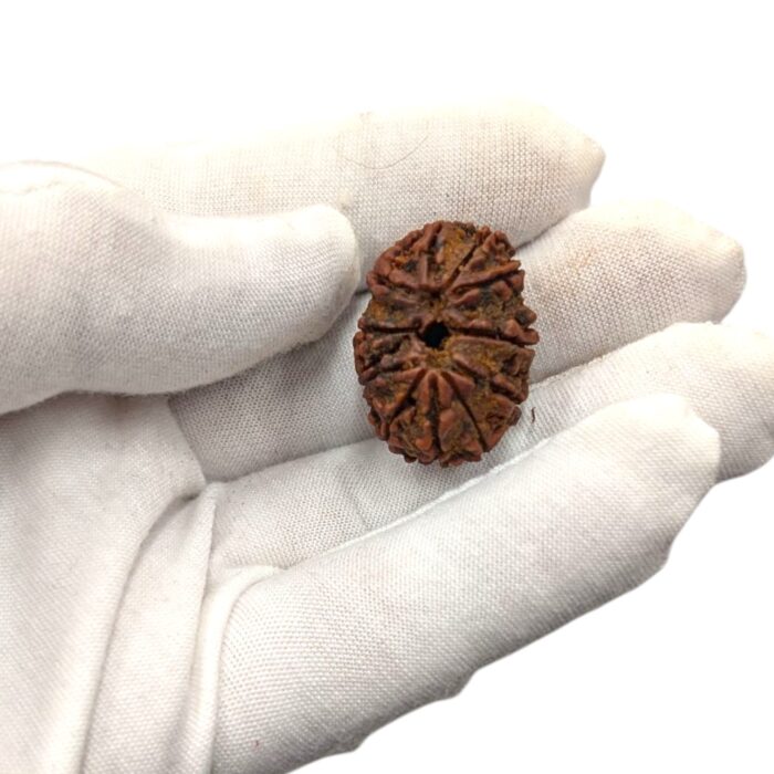 Natural Large 11 mukhi Rudraksh bead from India