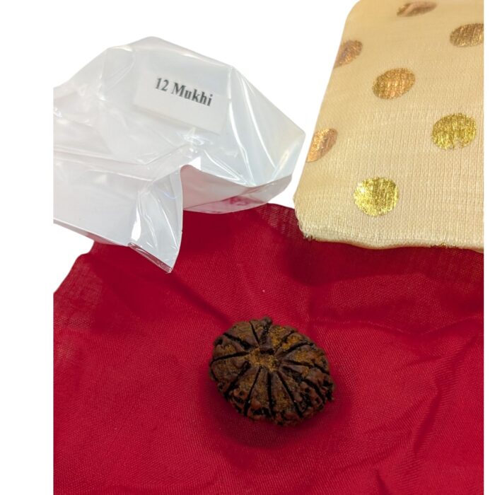 12 Mukhi Rudraksha | Twelve Face Rudraksha - Collector Special - Image 8
