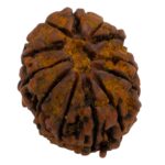 12 Mukhi Rudraksha | Twelve Face Rudraksha - Collector Special - Image 5