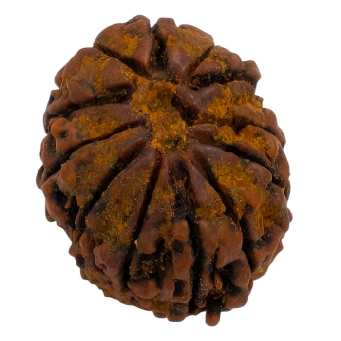 12 Mukhi Rudraksha | Twelve Face Rudraksha - Collector Special - Image 5