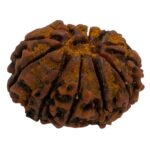 12 Mukhi Rudraksha | Twelve Face Rudraksha - Collector Special - Image 6