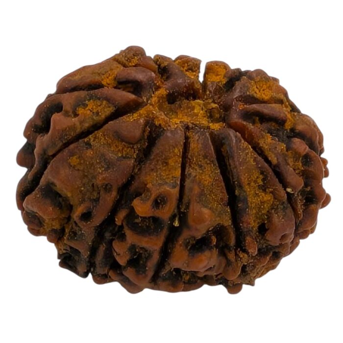 12 Mukhi Rudraksha | Twelve Face Rudraksha - Collector Special - Image 6