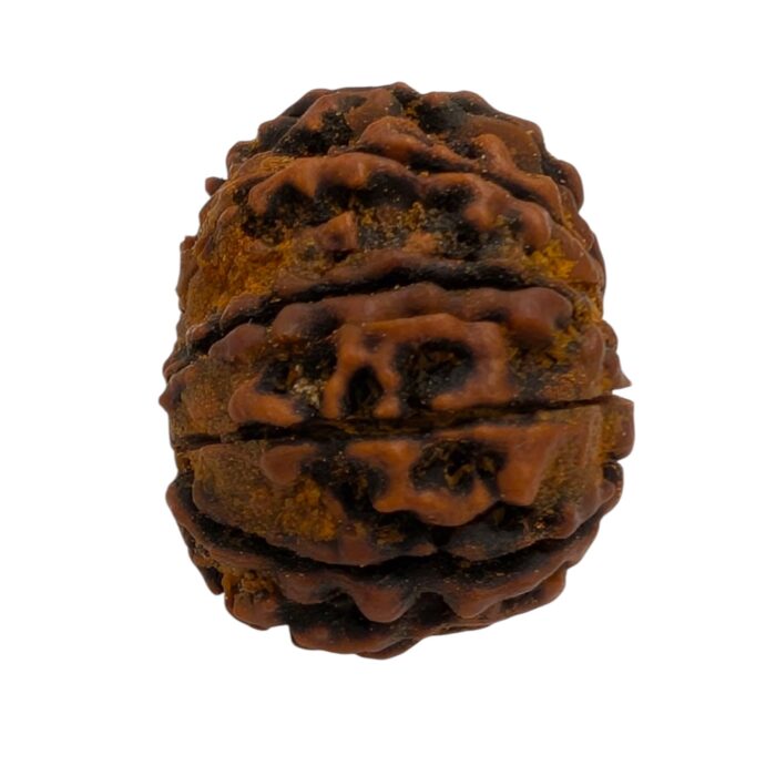 12 Mukhi Rudraksha | Twelve Face Rudraksha - Collector Special - Image 4