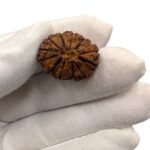 12 Mukhi Rudraksha | Twelve Face Rudraksha - Collector Special