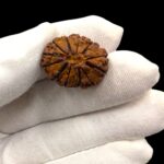 12 Mukhi Rudraksha | Twelve Face Rudraksha - Collector Special - Image 3