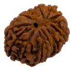 13 Mukhi Rudraksha | Thirteen Face Rudraksha - Collector Special - Image 6
