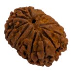 13 Mukhi Rudraksha | Thirteen Face Rudraksha - Collector Special - Image 7