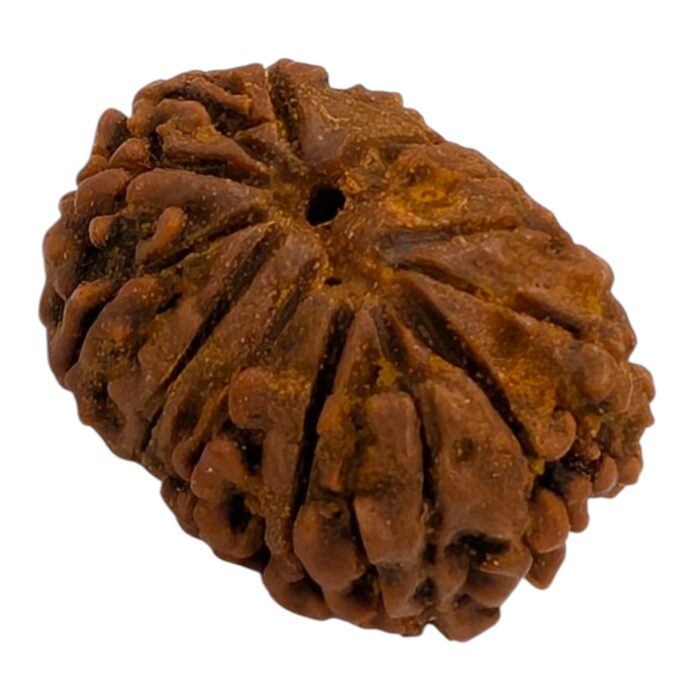 13 Mukhi Rudraksha | Thirteen Face Rudraksha - Collector Special - Image 7