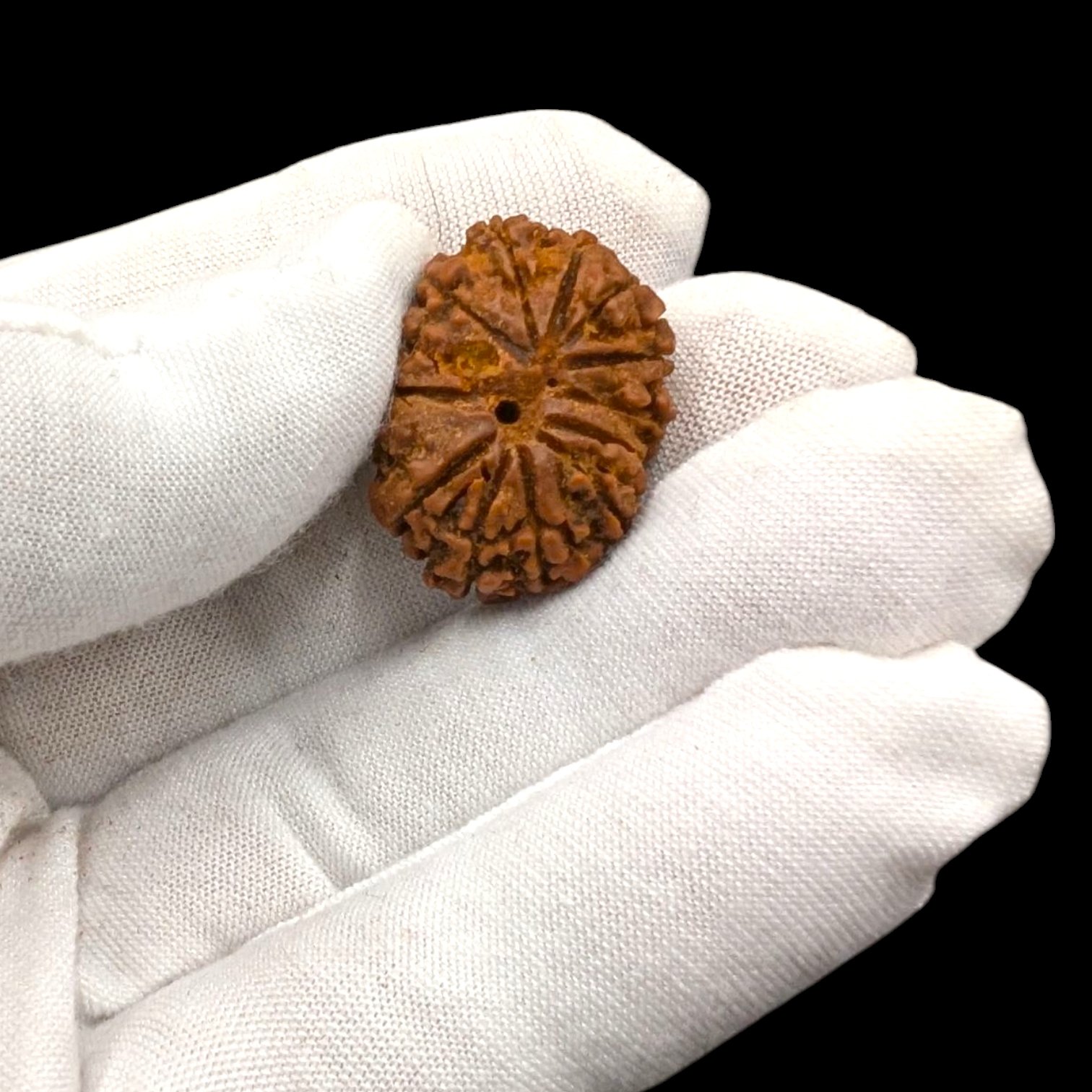 PXL_20251120_182934545 (2).jpg 13 Mukhi Rudraksha | Thirteen Face Rudraksha - Collector Special - Image 1