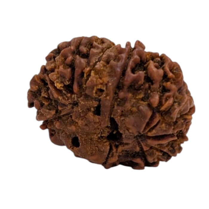 13 Mukhi Rudraksha | Thirteen Face Rudraksha - Collector Special - Image 4