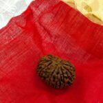 14 Mukhi Rudraksha | Fourteen Face Rudraksha - Collector Special - Image 8