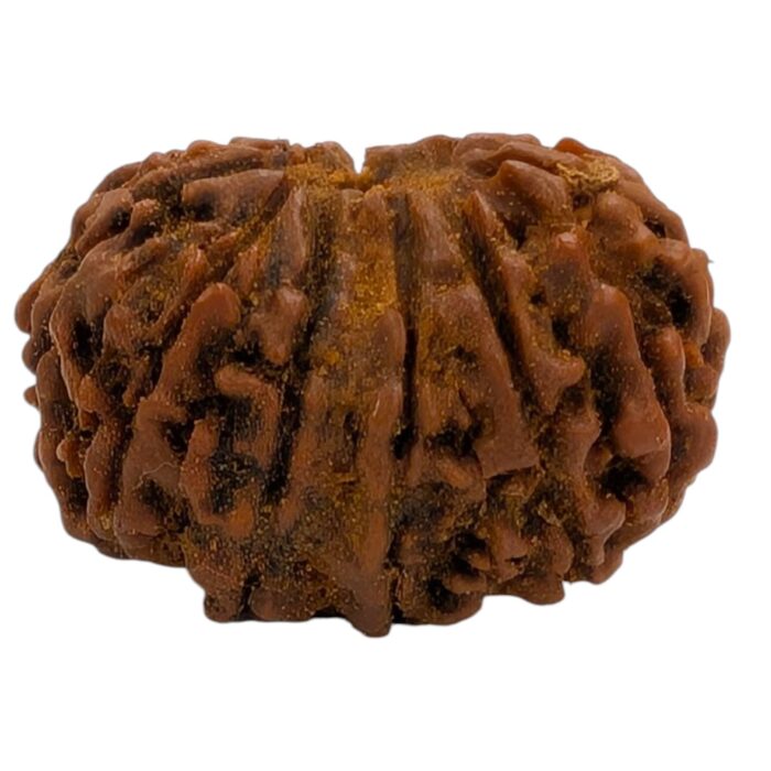14 Mukhi Rudraksha | Fourteen Face Rudraksha - Collector Special - Image 4