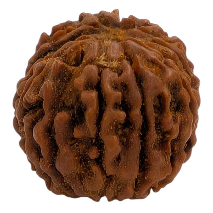 14 Mukhi Rudraksha | Fourteen Face Rudraksha - Collector Special - Image 3