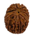 14 Mukhi Rudraksha | Fourteen Face Rudraksha - Collector Special - Image 5
