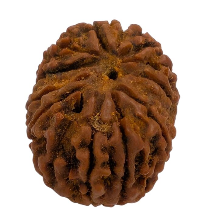 14 Mukhi Rudraksha | Fourteen Face Rudraksha - Collector Special - Image 5