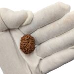 14 Mukhi Rudraksha | Fourteen Face Rudraksha - Collector Special - Image 2