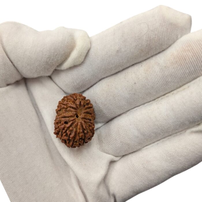 14 Mukhi Rudraksha | Fourteen Face Rudraksha - Collector Special - Image 2